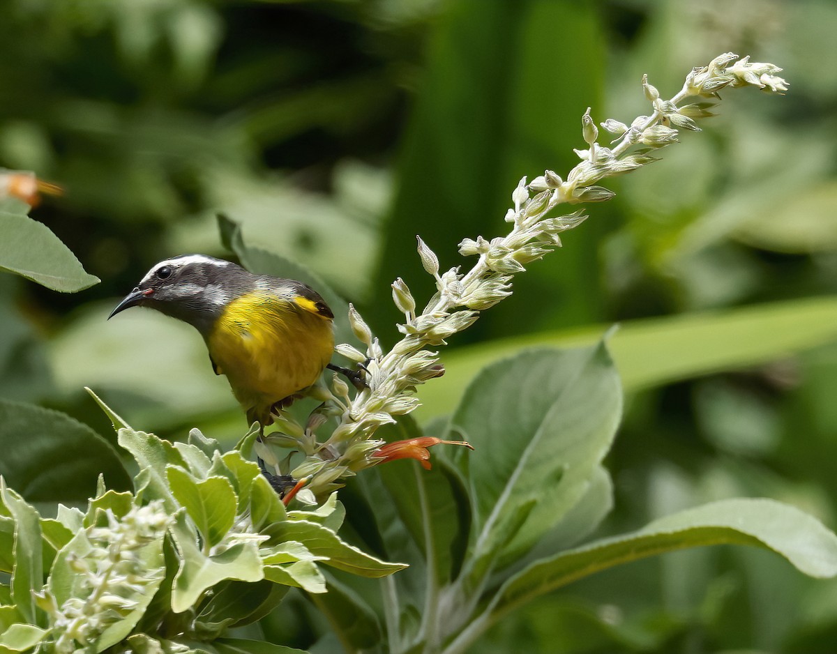 Bananaquit (Greater Antillean) - ML445630571