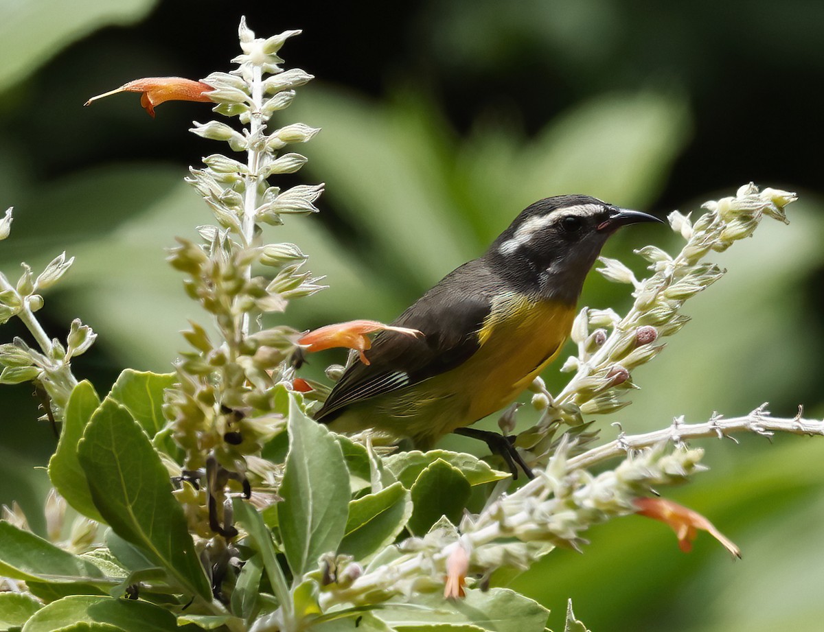 Bananaquit (Greater Antillean) - ML445630611