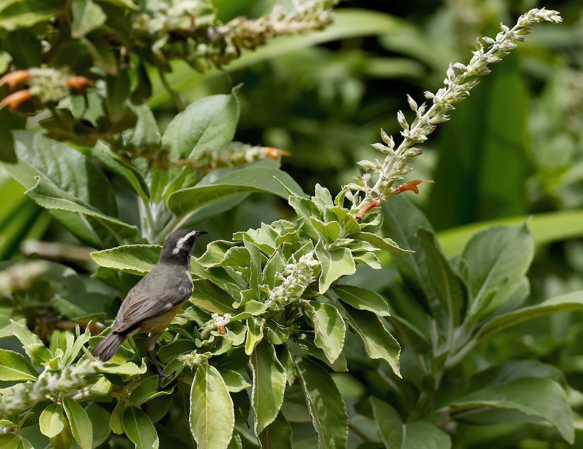 Bananaquit (Greater Antillean) - ML445630641