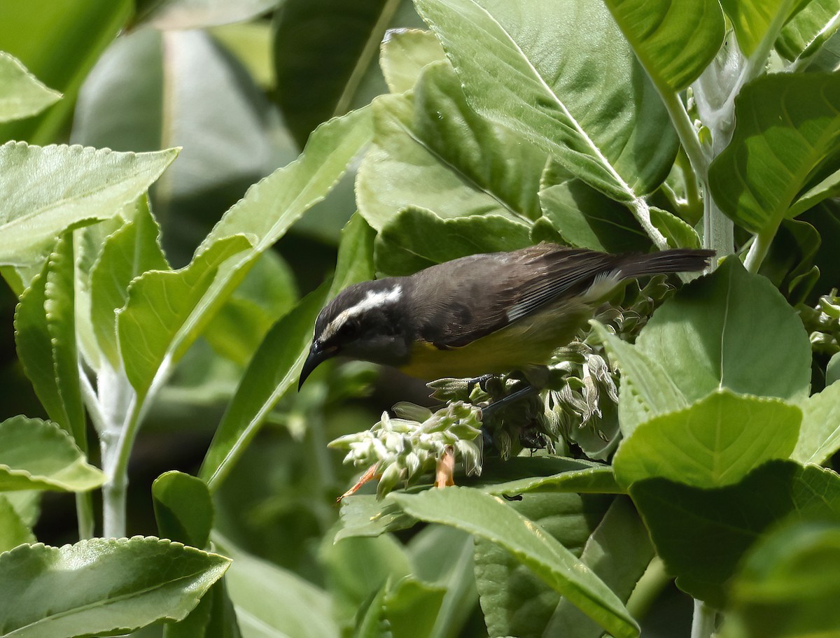 Bananaquit (Greater Antillean) - ML445630691