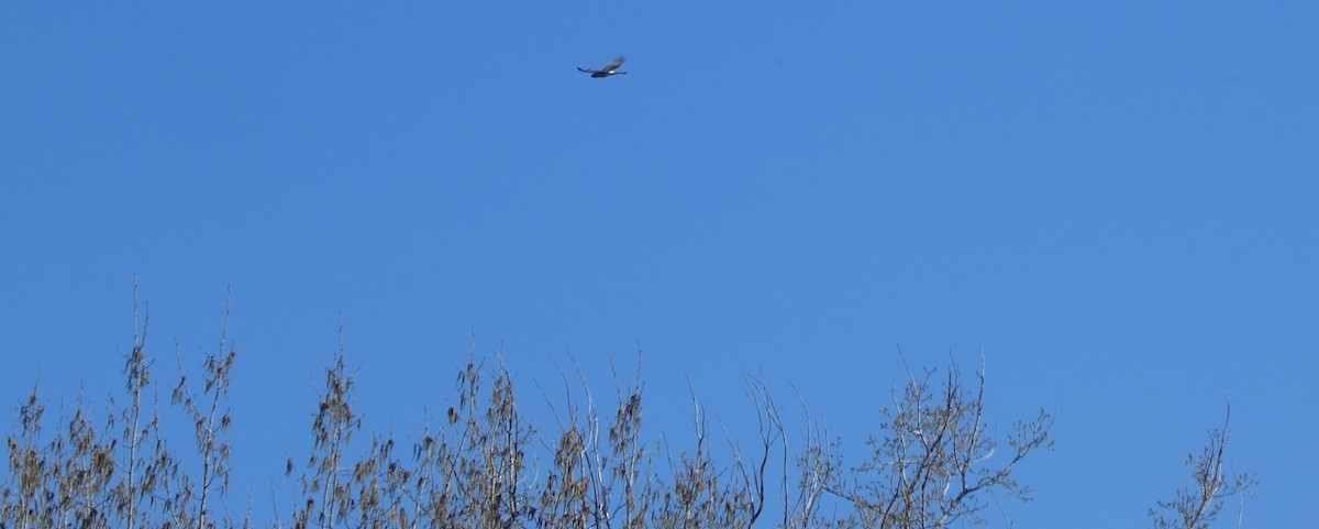Northern Harrier - ML445631721