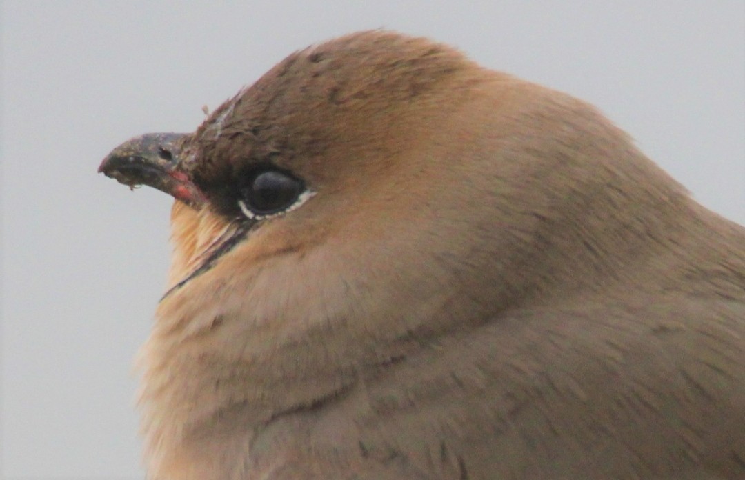Black-winged Pratincole - ML445631891
