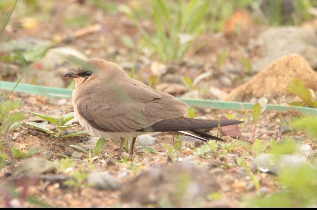 Black-winged Pratincole - ML445631911