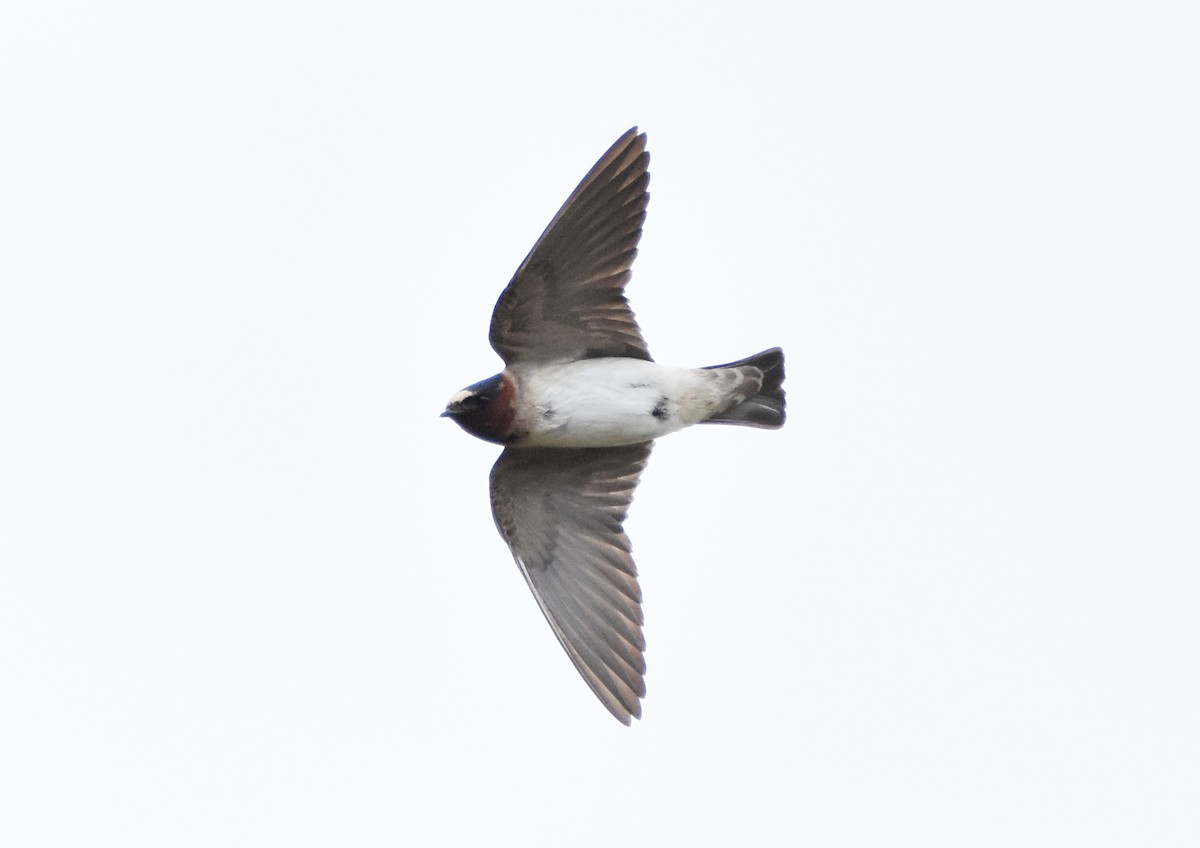 Cliff Swallow - Erik Johnson