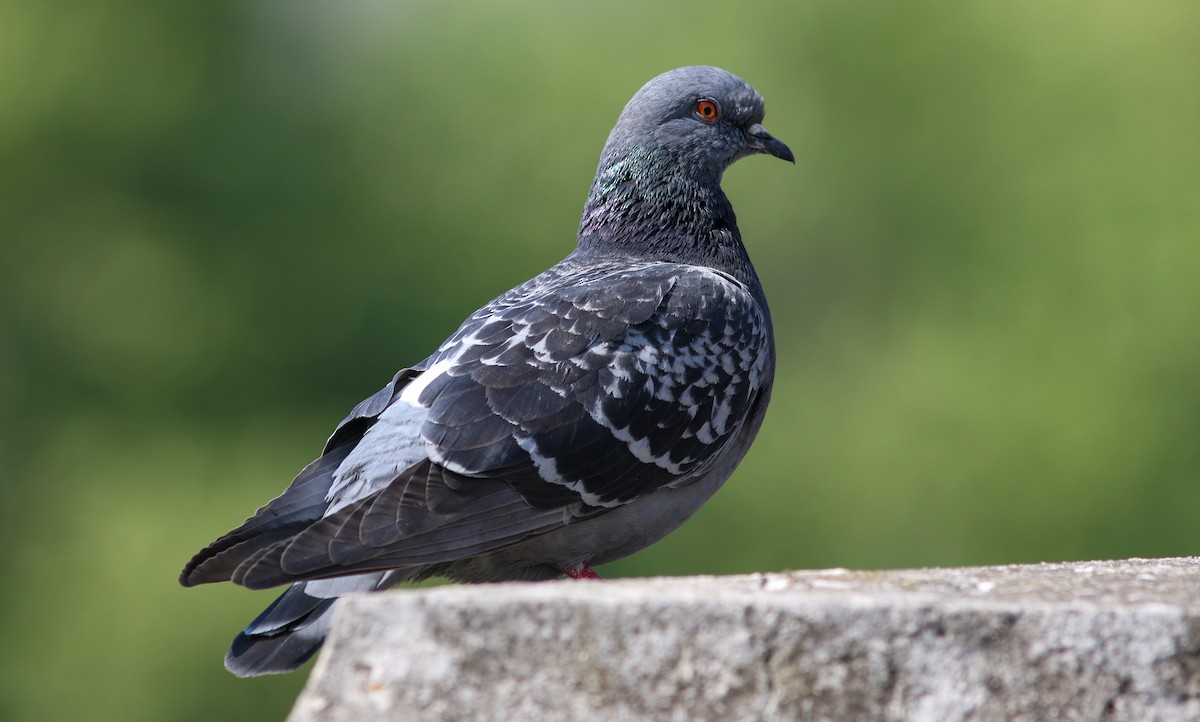 Rock Pigeon (Feral Pigeon) - ML445635141