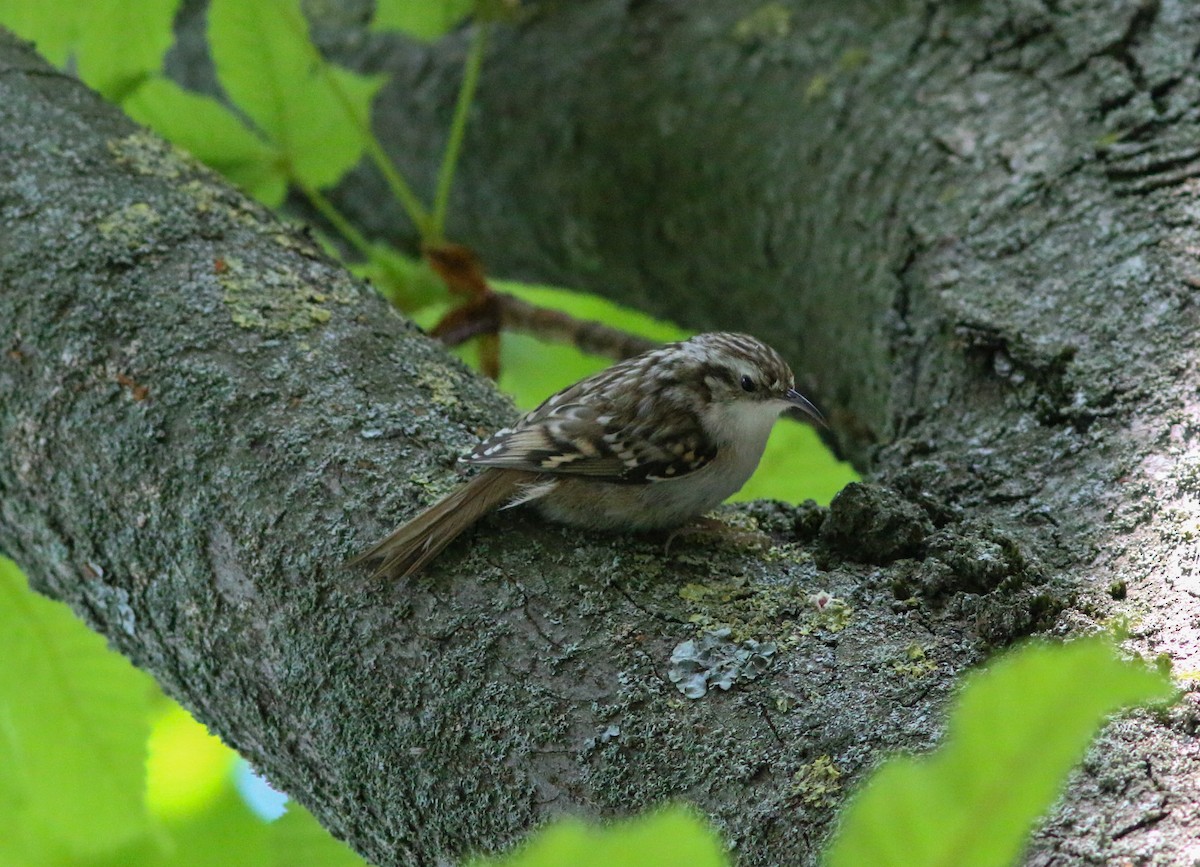 Short-toed Treecreeper - ML445635351