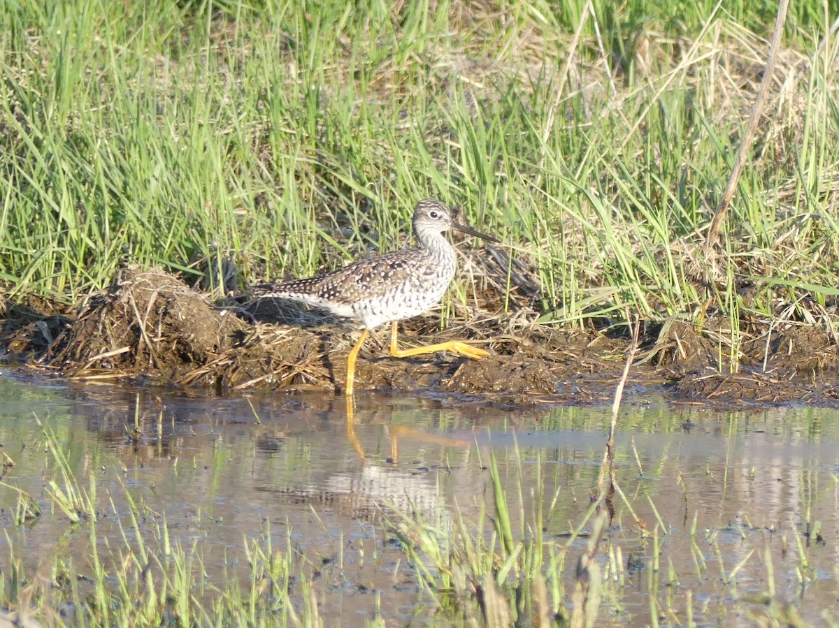 Lesser Yellowlegs - ML445636141