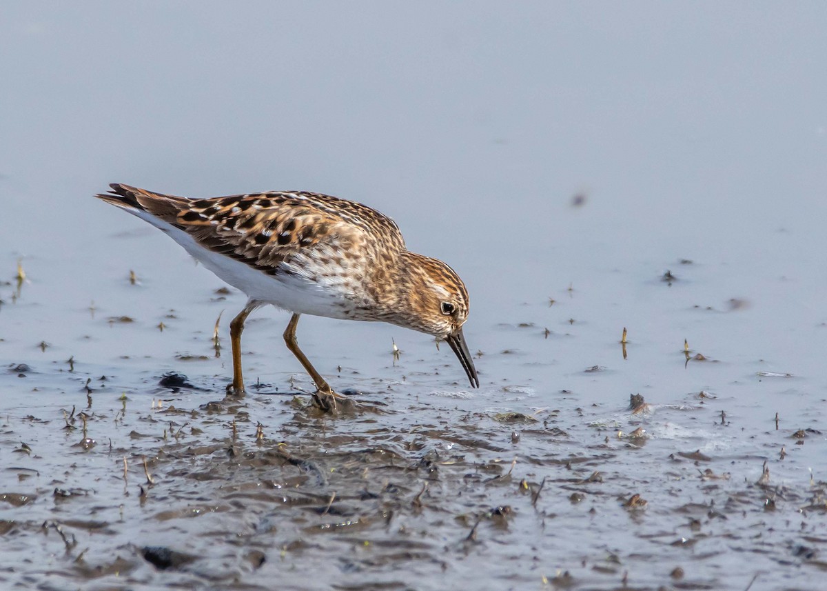 Least Sandpiper - Ken Pride