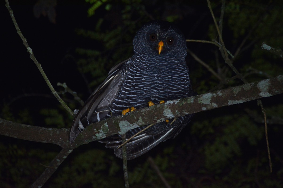 Black-banded Owl - ML445636681