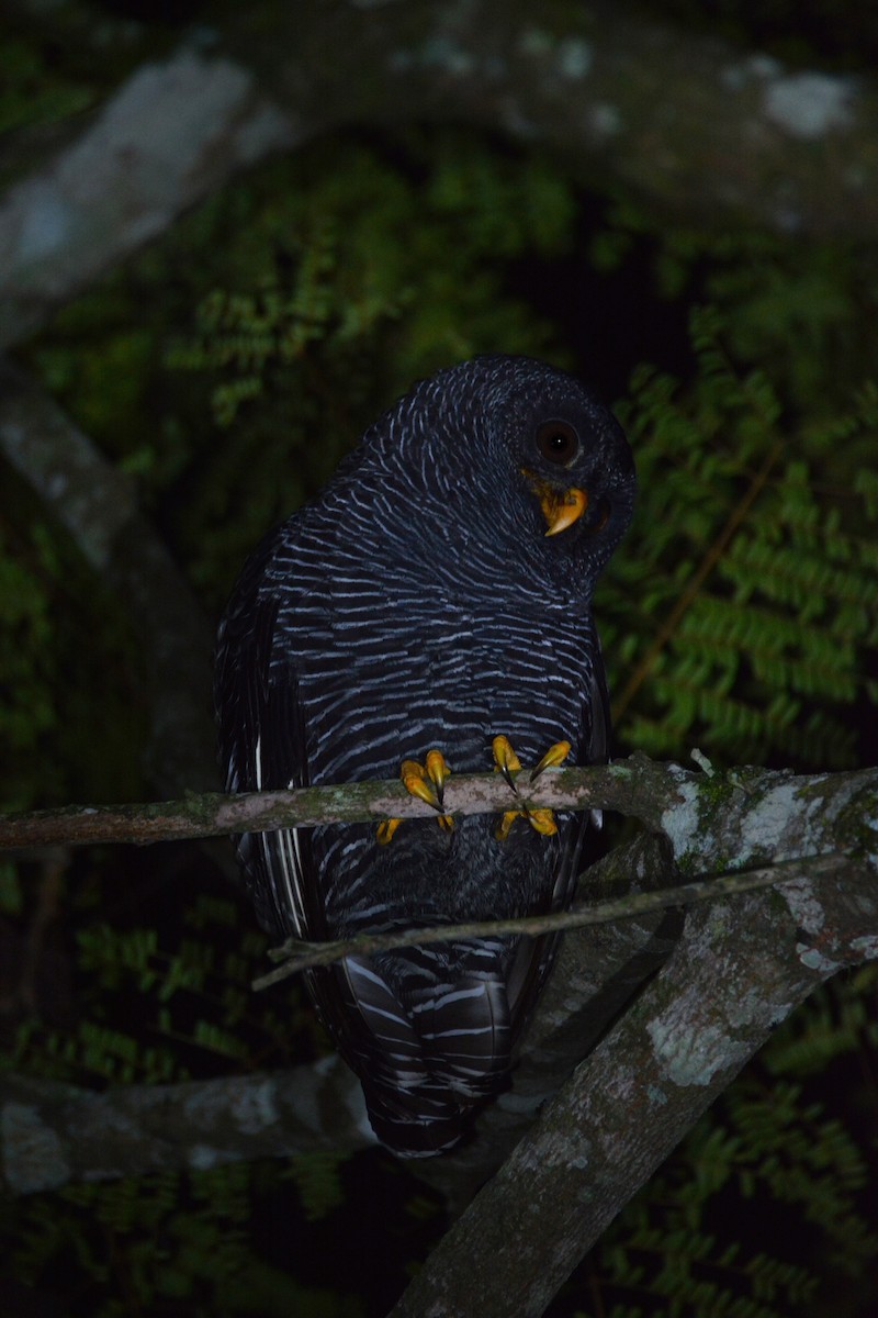 Black-banded Owl - ML445636691