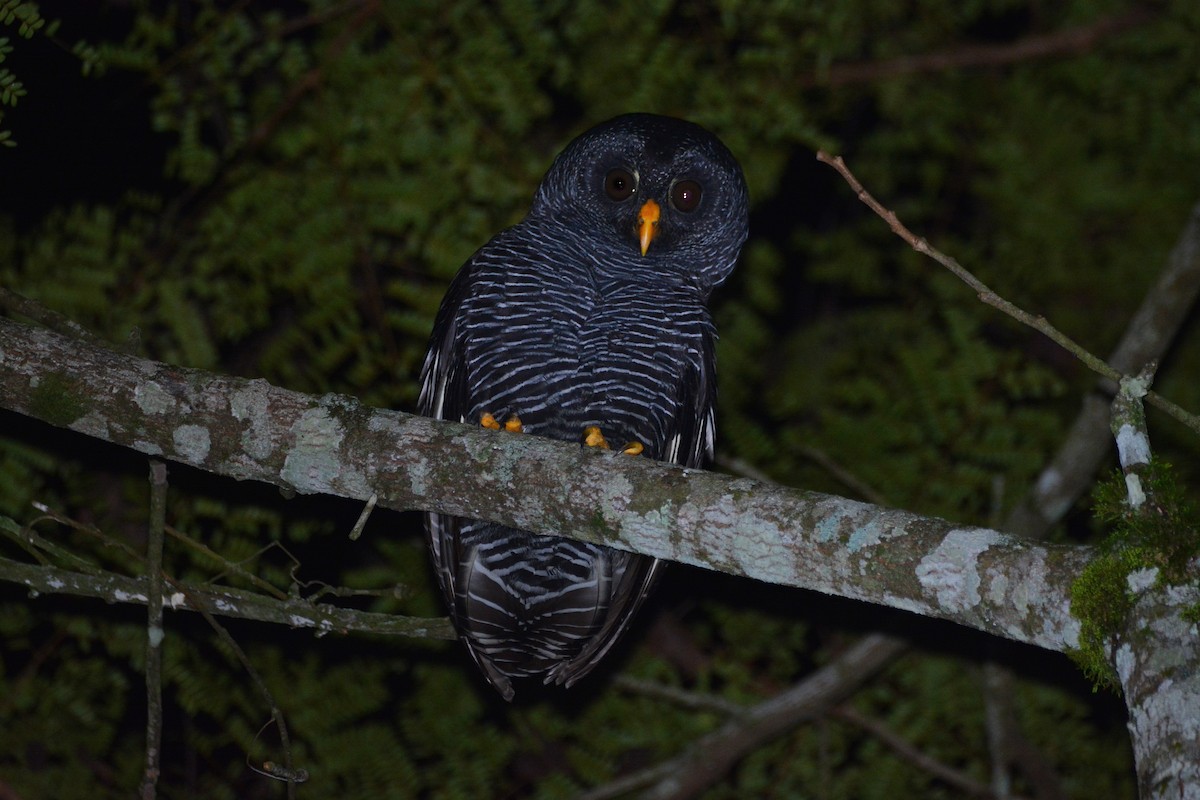 Black-banded Owl - ML445636701