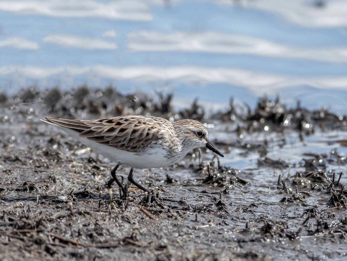 Semipalmated Sandpiper - Ken Pride