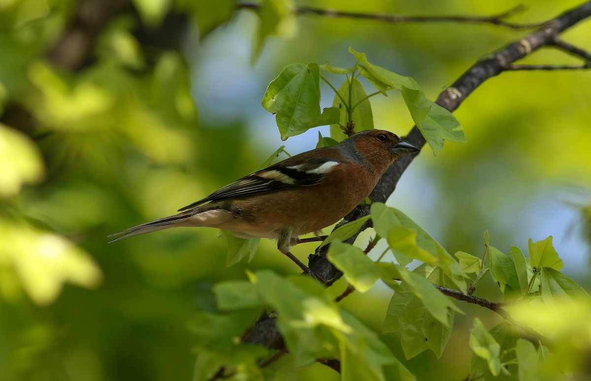 Common Chaffinch - ML445637331