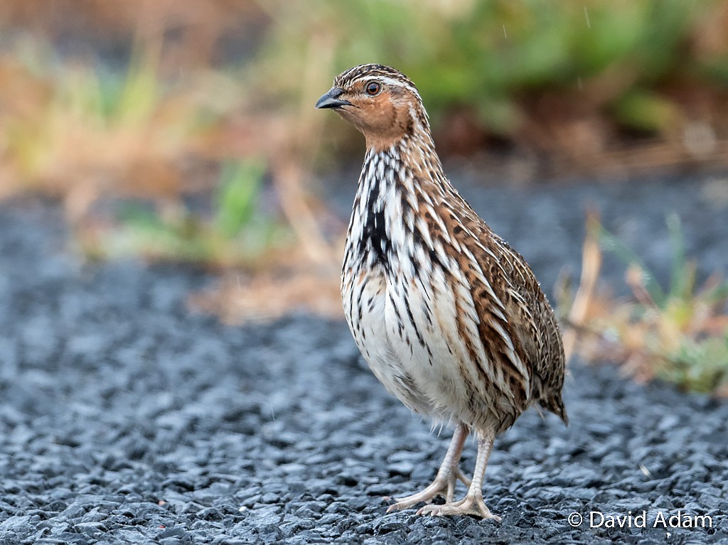 Stubble Quail - David Adam
