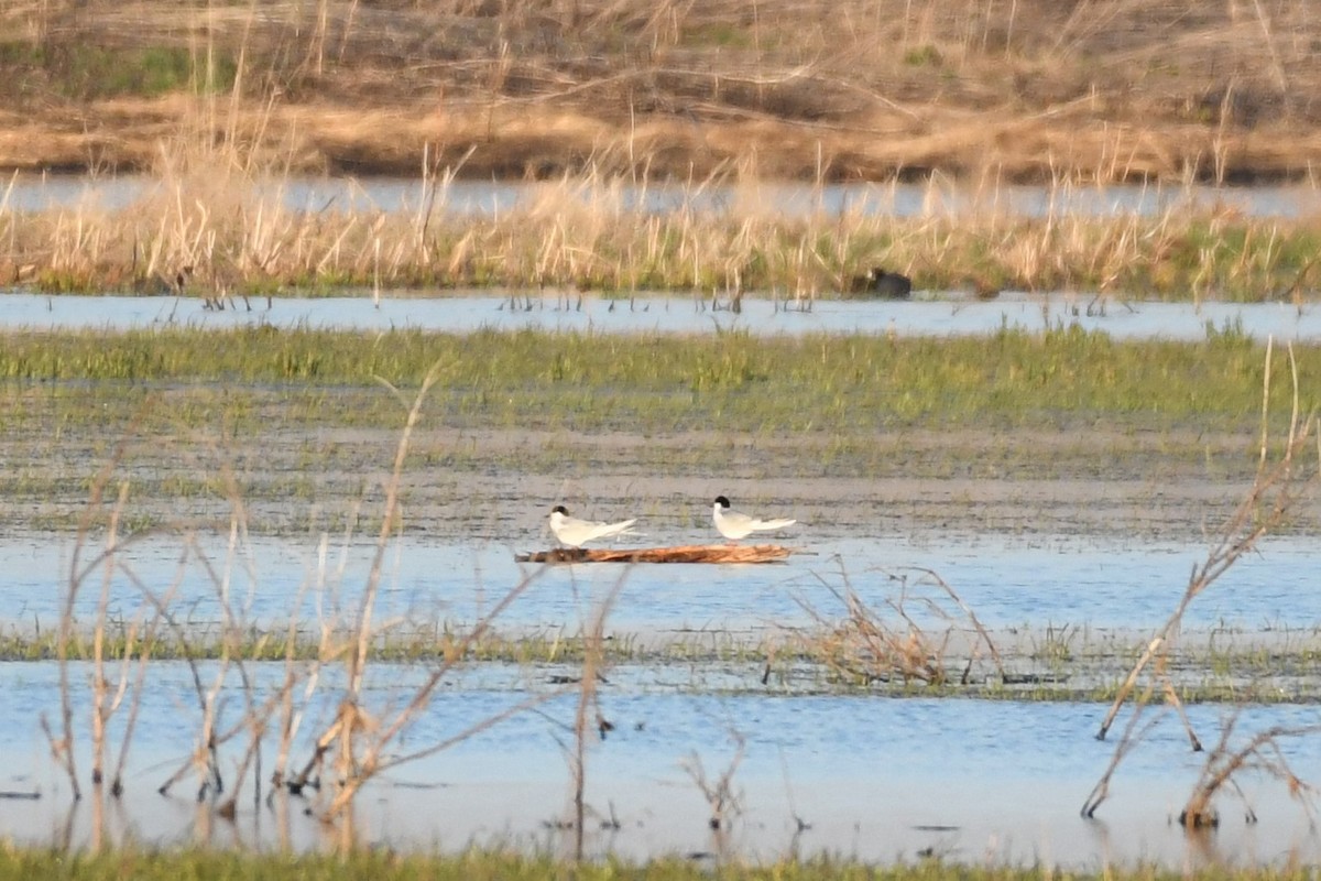 Forster's Tern - ML445638491