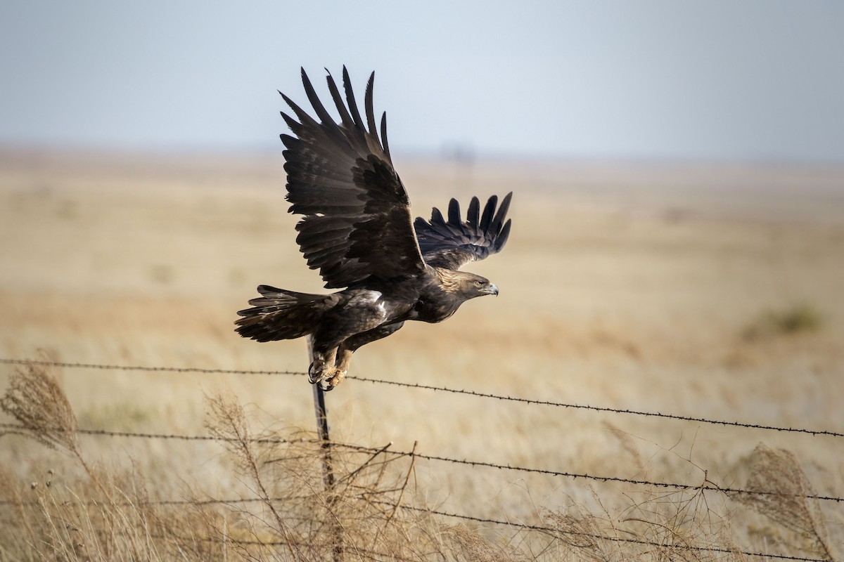 Golden Eagle - ML44563911