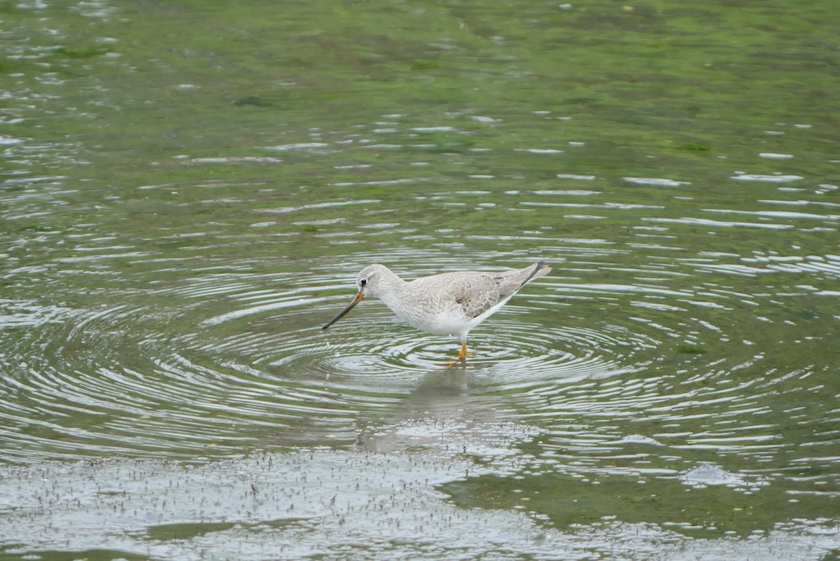 Terek Sandpiper - ML445639651