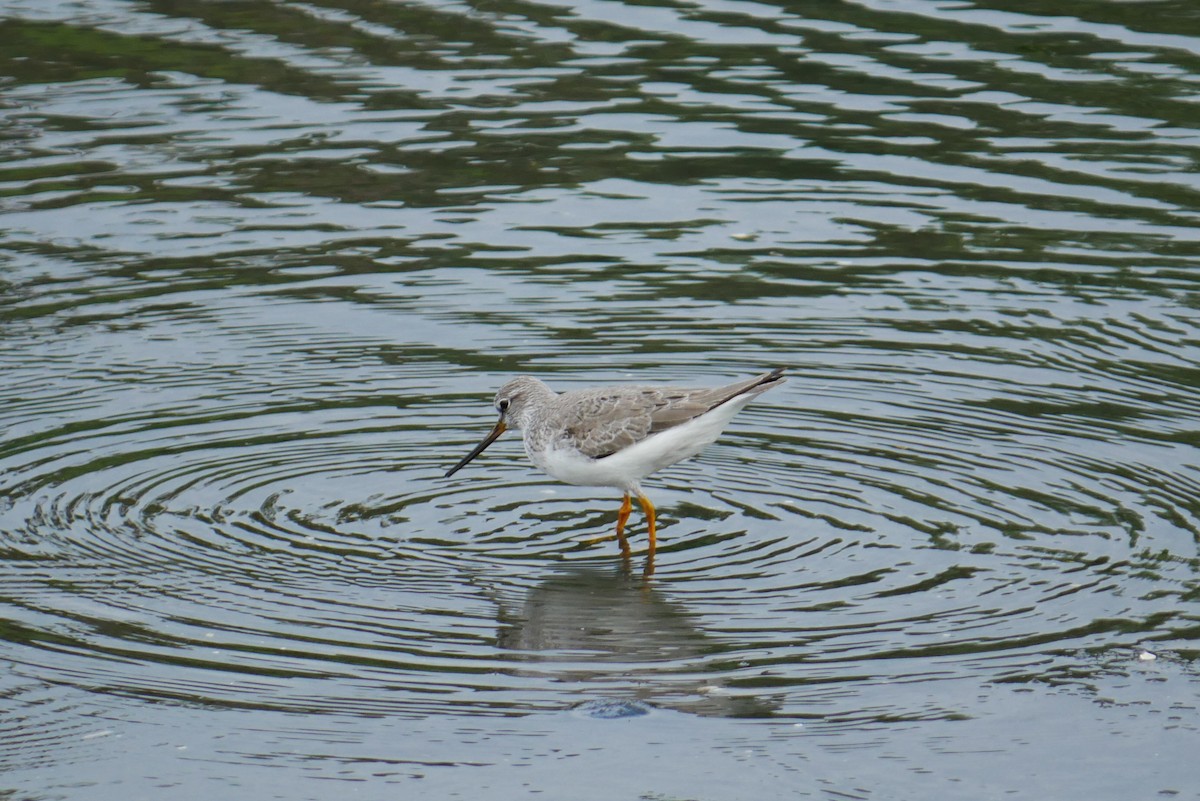 Terek Sandpiper - ML445639661