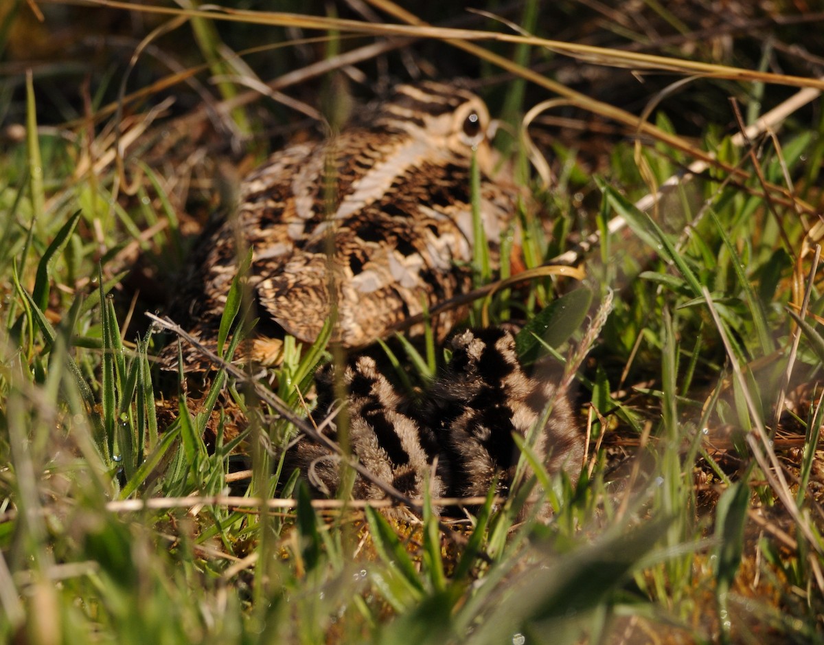 American Woodcock - David Remsen