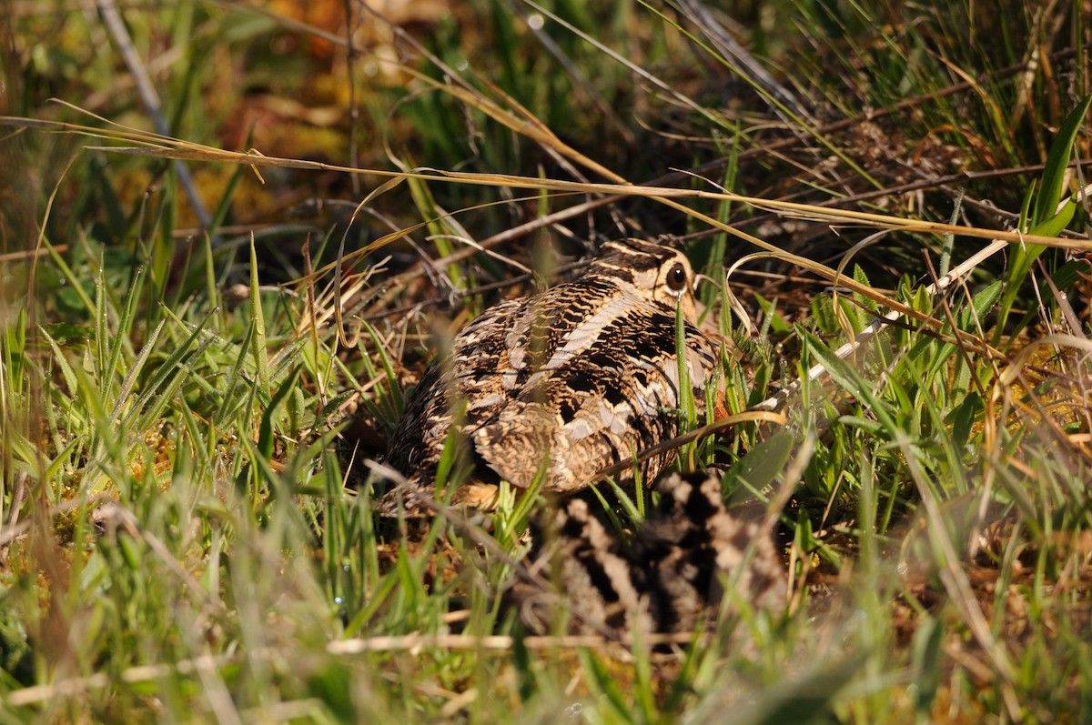 American Woodcock - David Remsen