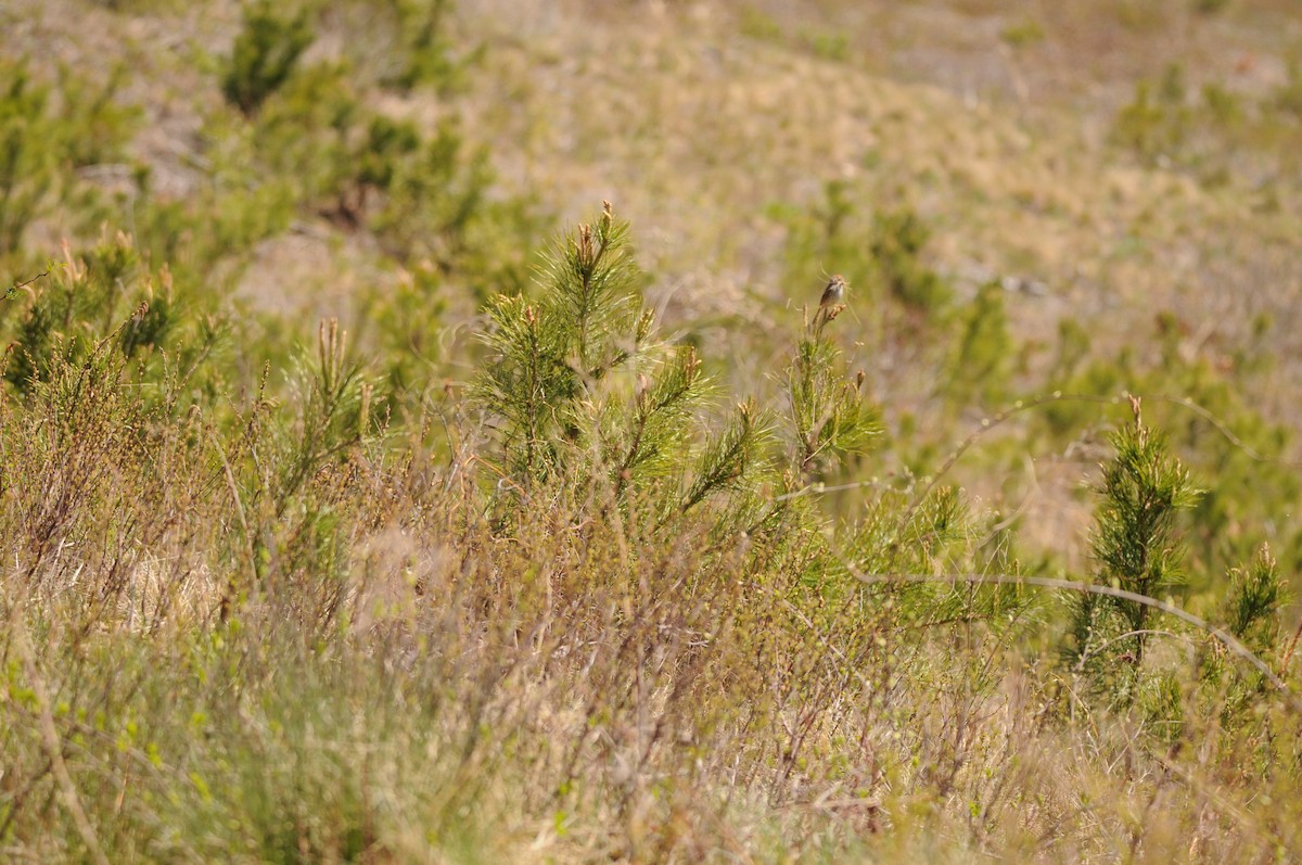 Field Sparrow - ML445639871