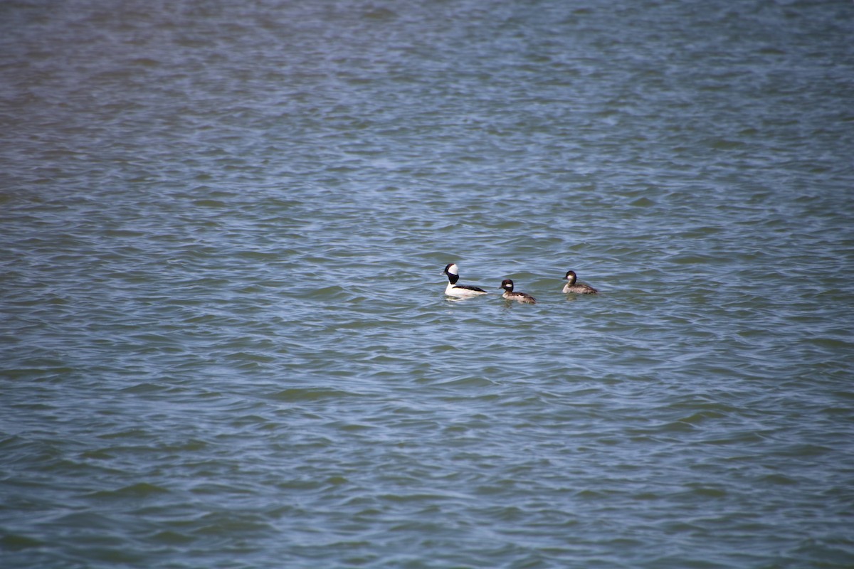 Bufflehead - ML445640591