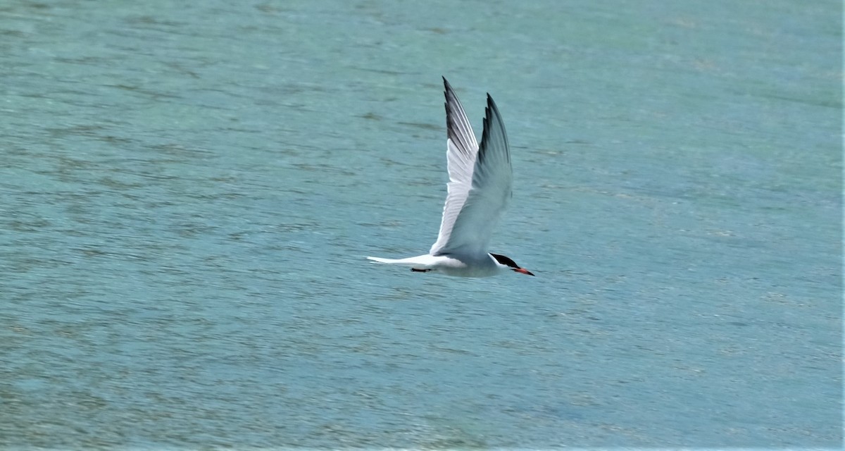 Common Tern - Andrea Webb