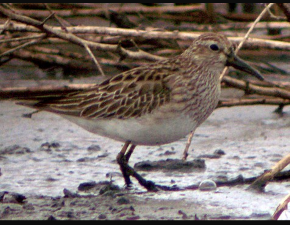 Pectoral Sandpiper - ML445640871