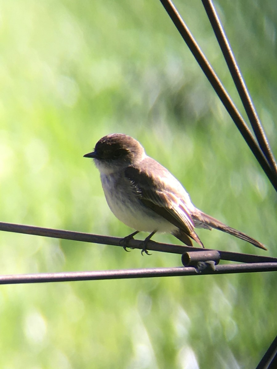 Eastern Phoebe - Tom & Laura Somerville