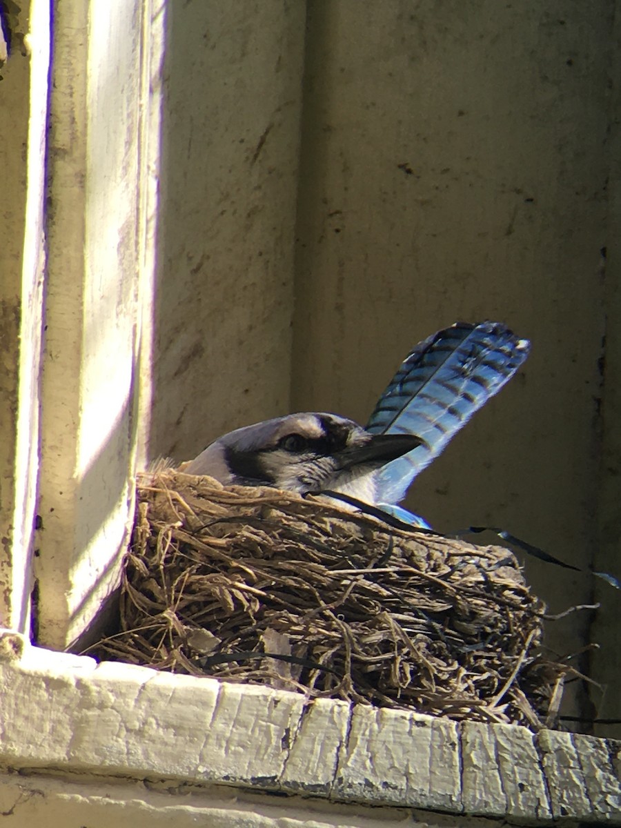 Blue Jay - Tom & Laura Somerville