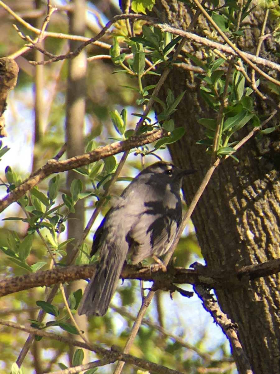 Gray Catbird - ML445641231