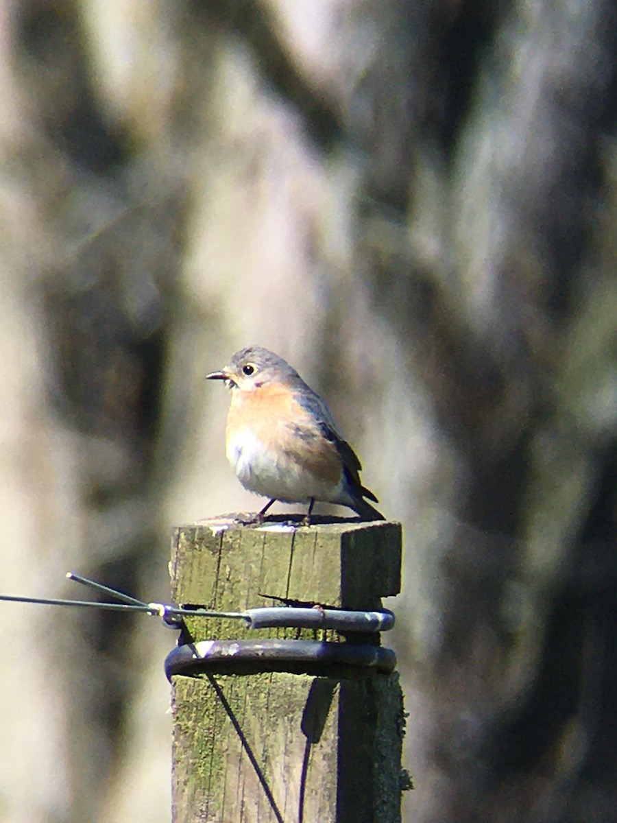 Eastern Bluebird - ML445641251