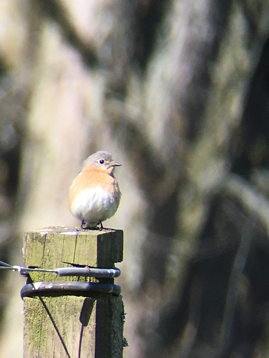 Eastern Bluebird - ML445641261