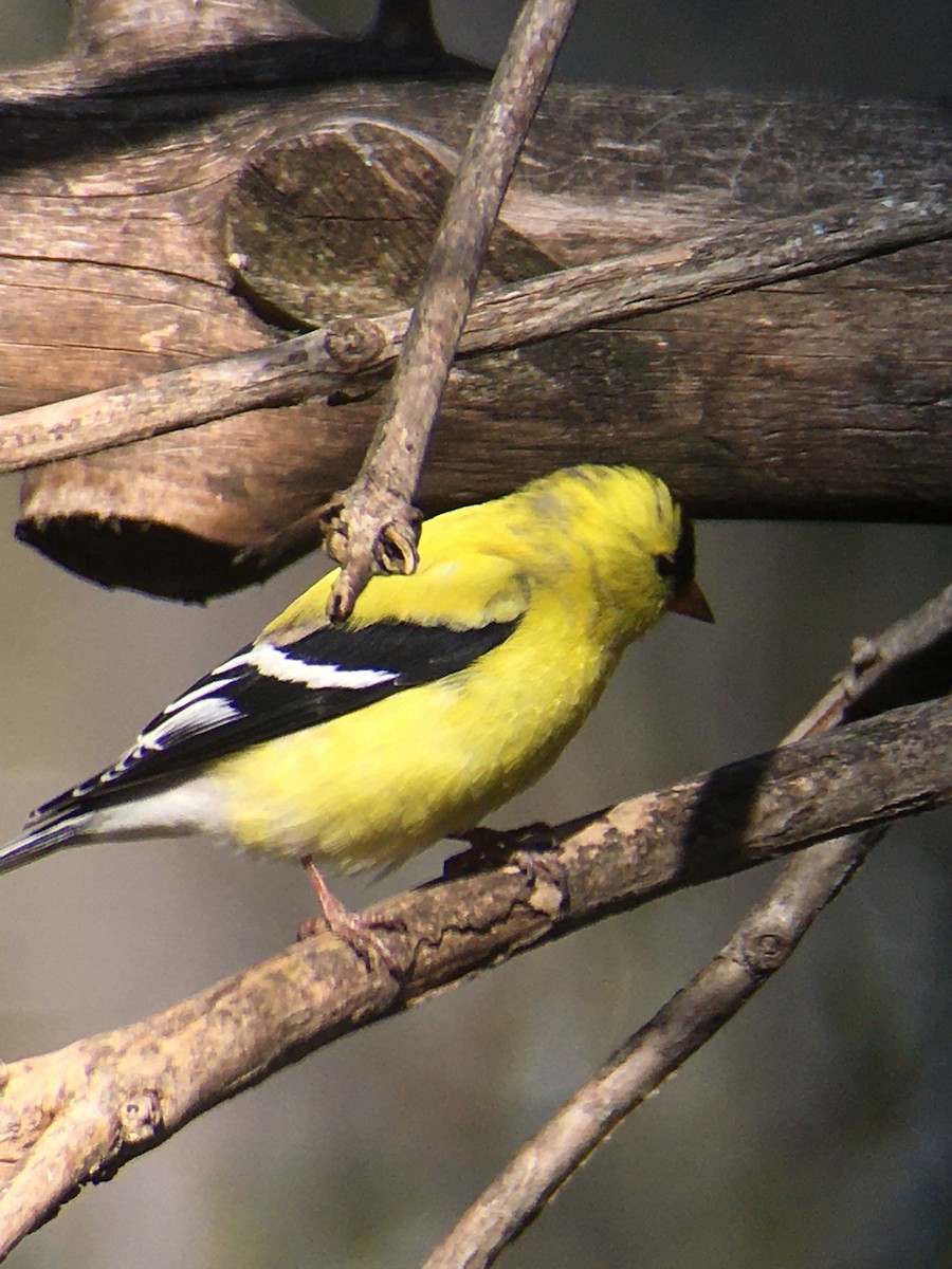 American Goldfinch - Tom & Laura Somerville