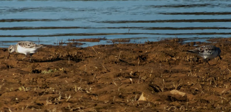 Bécasseau sanderling - ML445641311