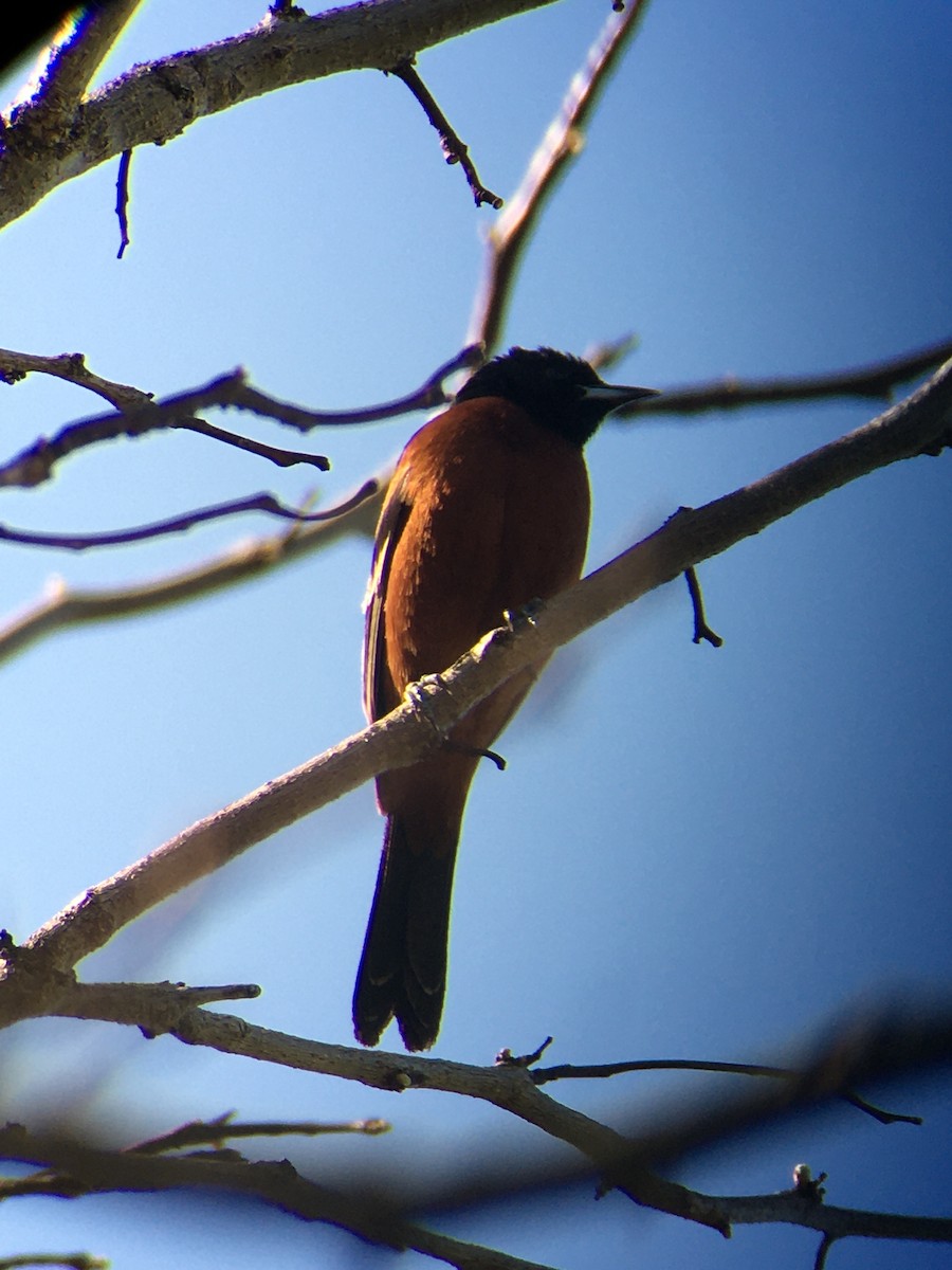 Orchard Oriole - Tom & Laura Somerville