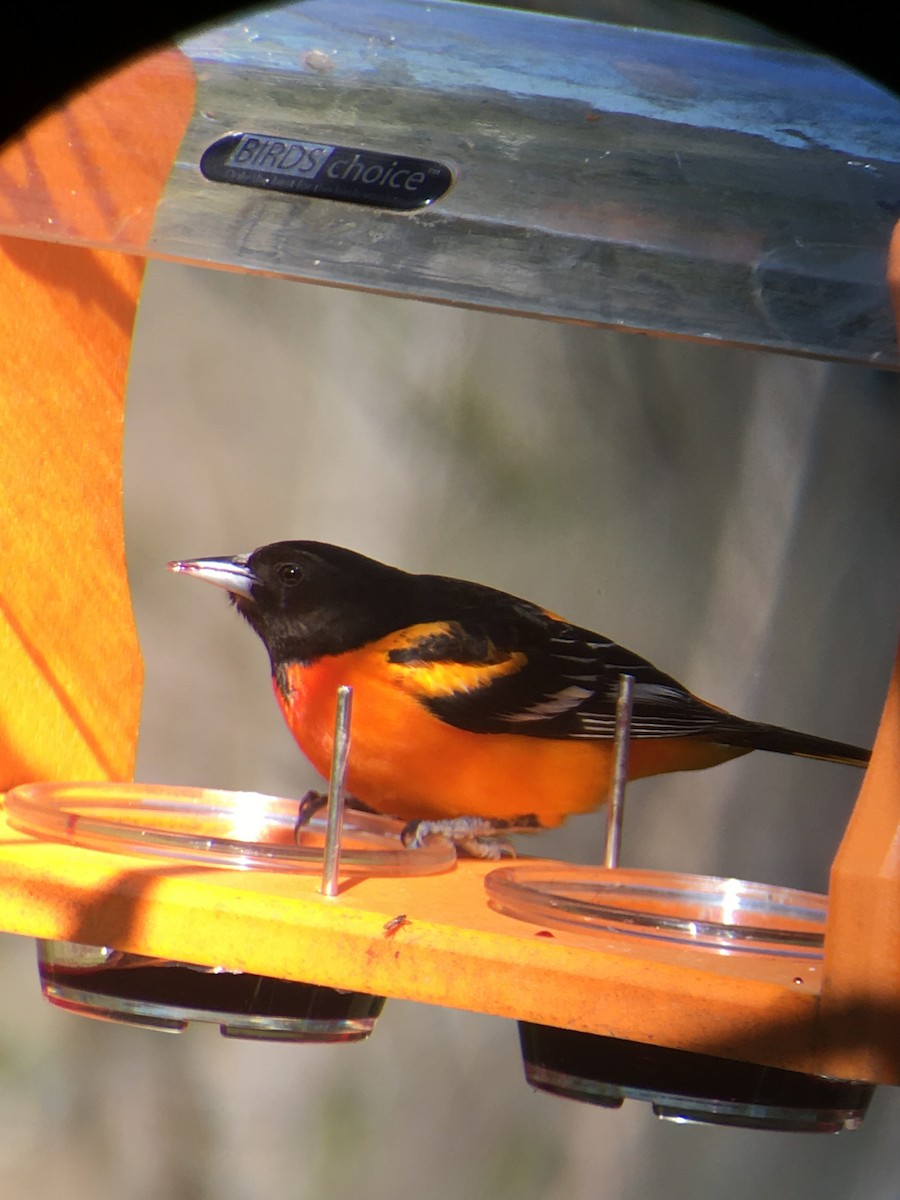 Baltimore Oriole - ML445641341