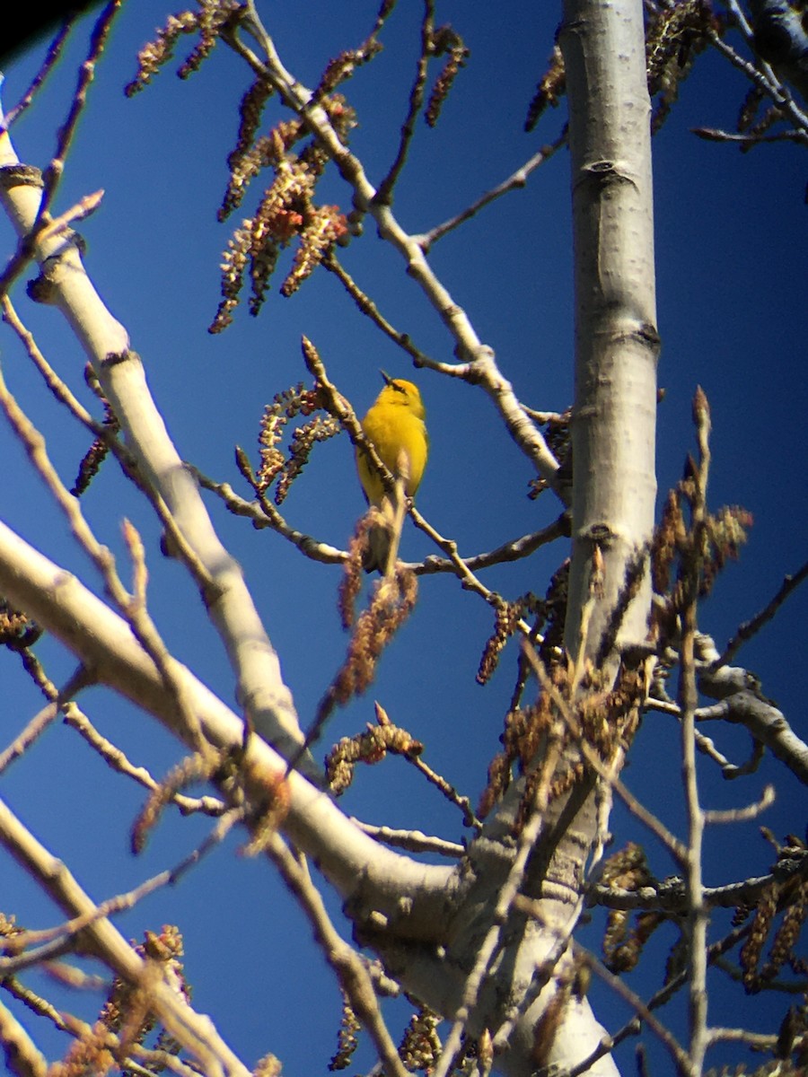 Blue-winged Warbler - ML445641381