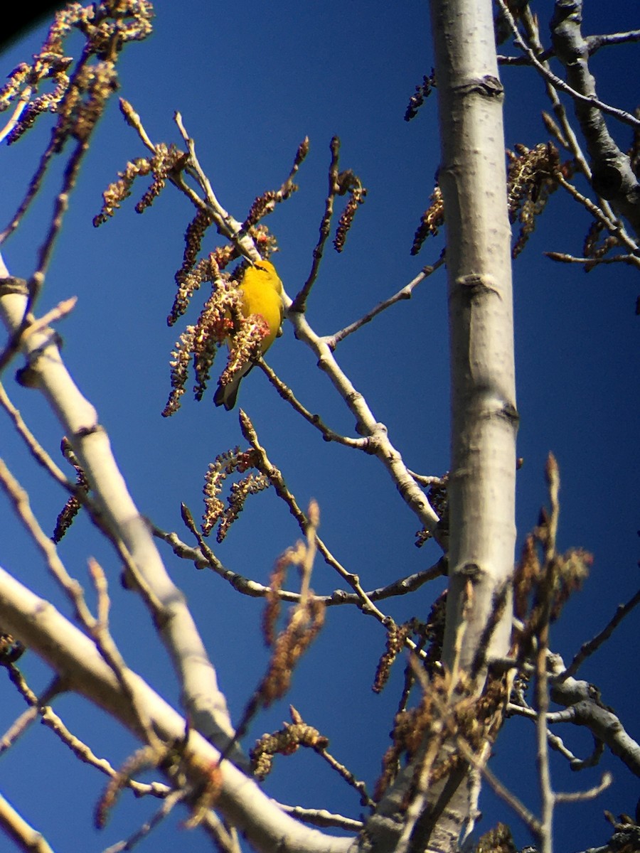 Blue-winged Warbler - ML445641401