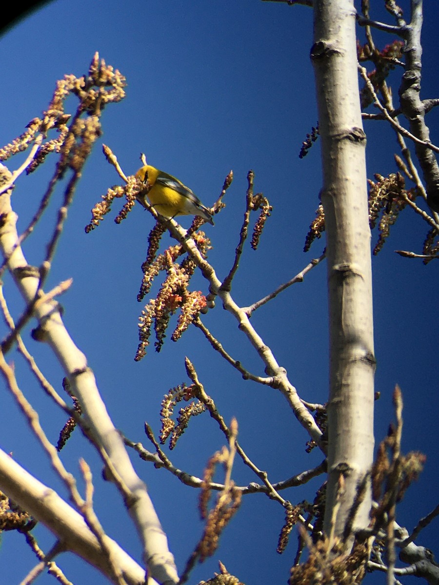 Blue-winged Warbler - ML445641411