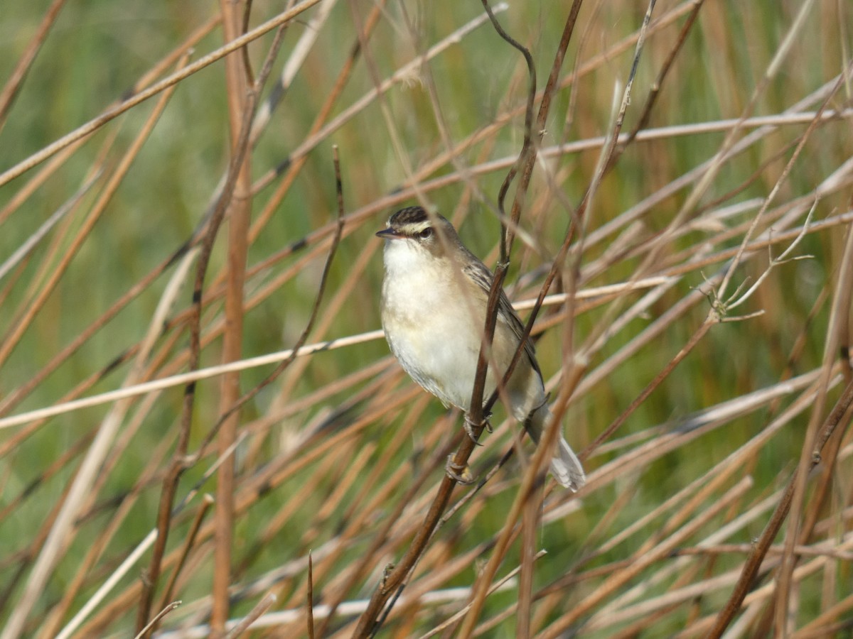 Sedge Warbler - ML445641971