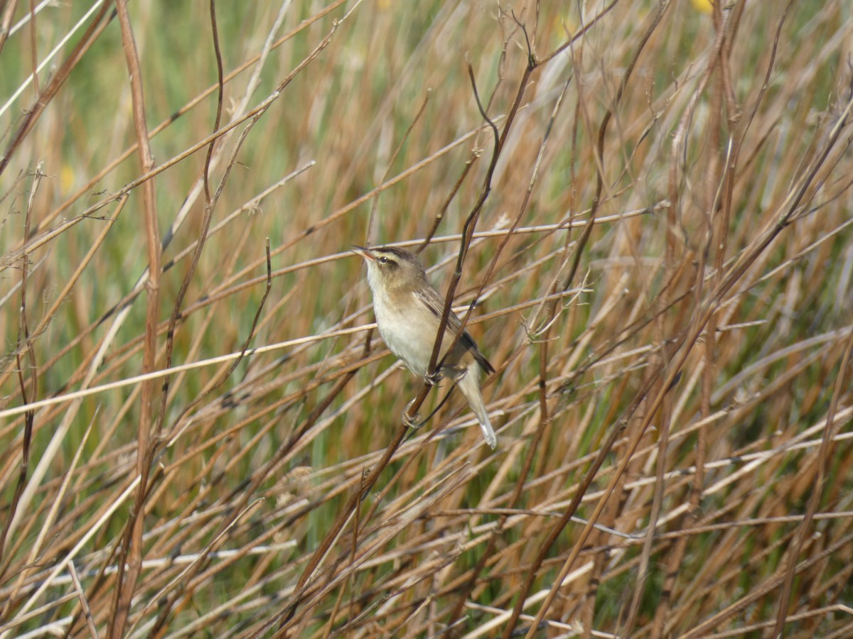 Sedge Warbler - ML445641991