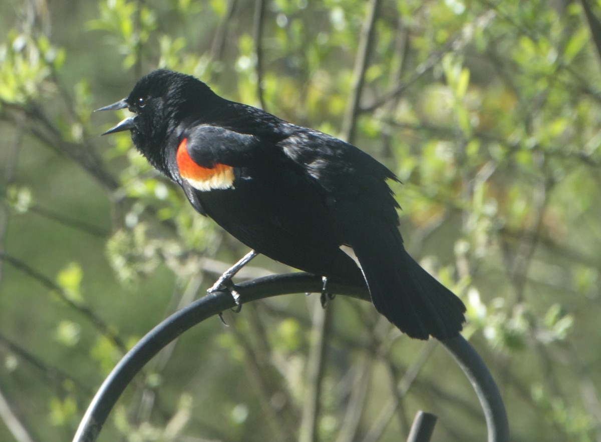 Red-winged Blackbird - ML445644101