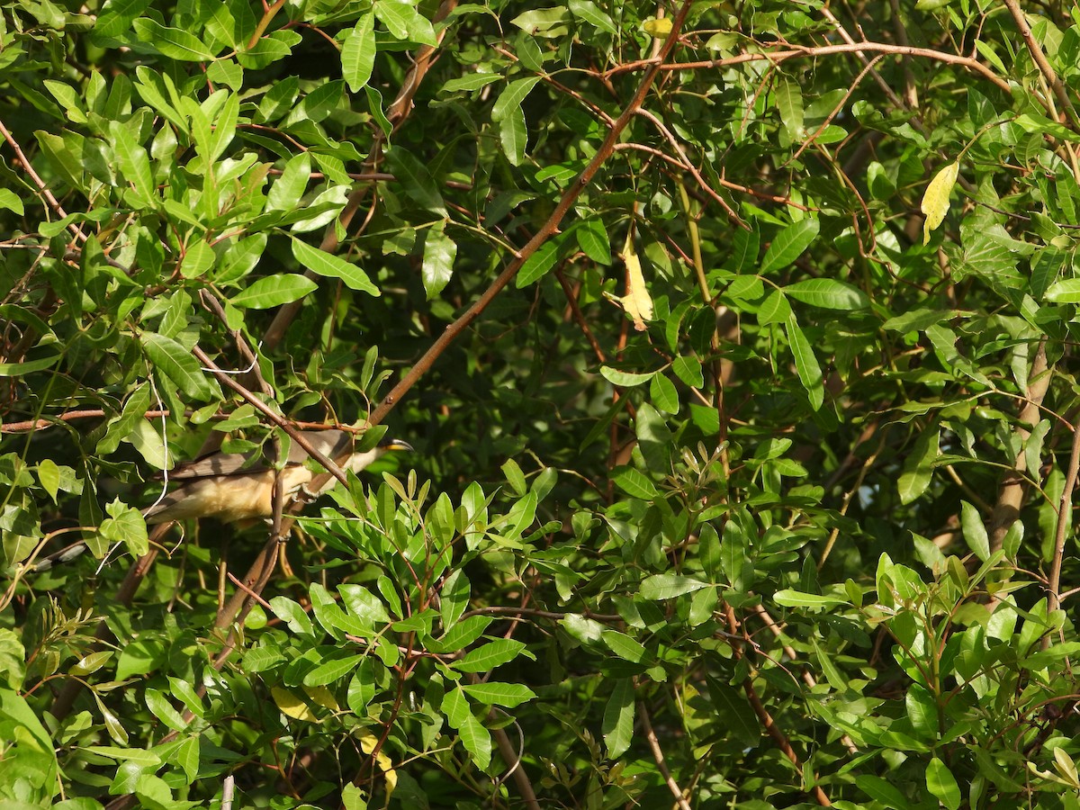 kukačka mangrovová - ML445644121