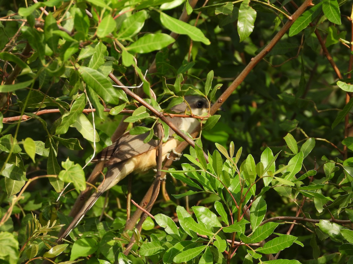 Mangrovekuckuck - ML445644191