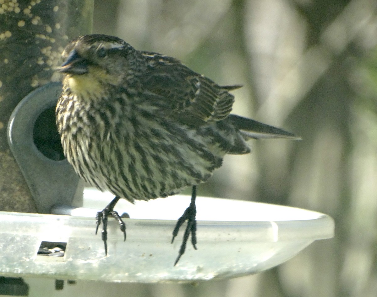 Red-winged Blackbird - ML445644761
