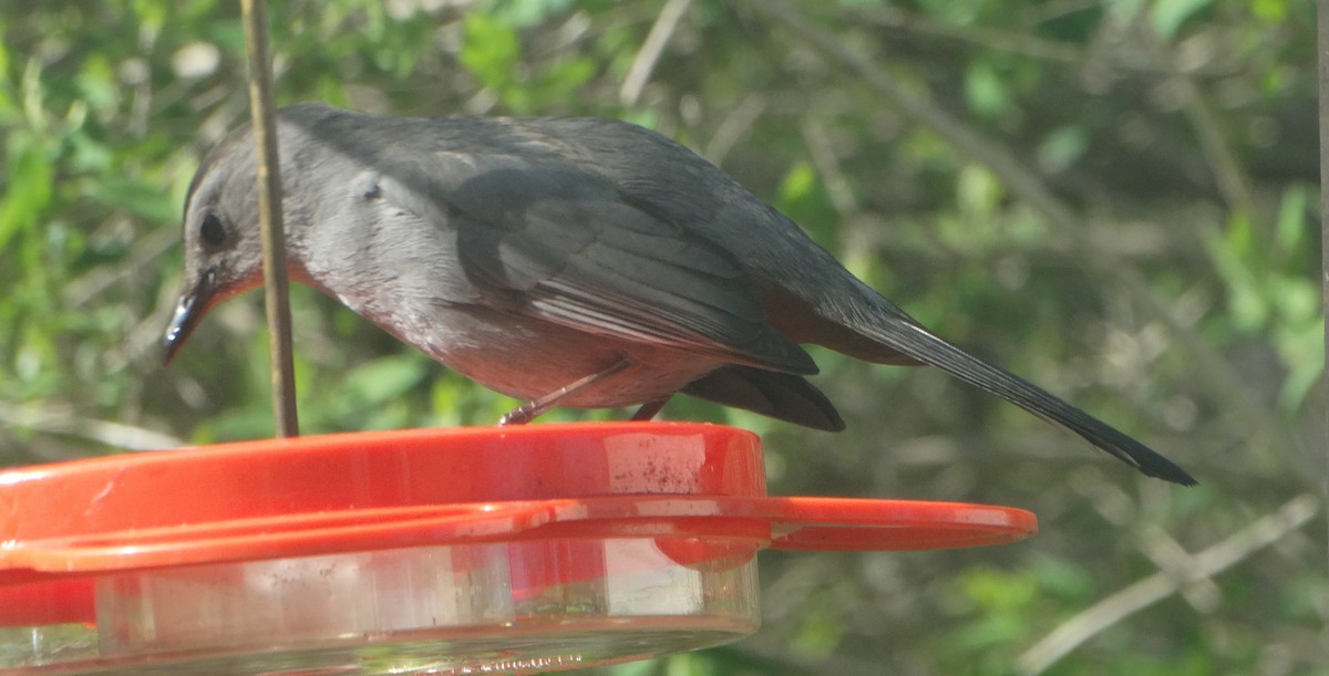 Gray Catbird - ML445645111