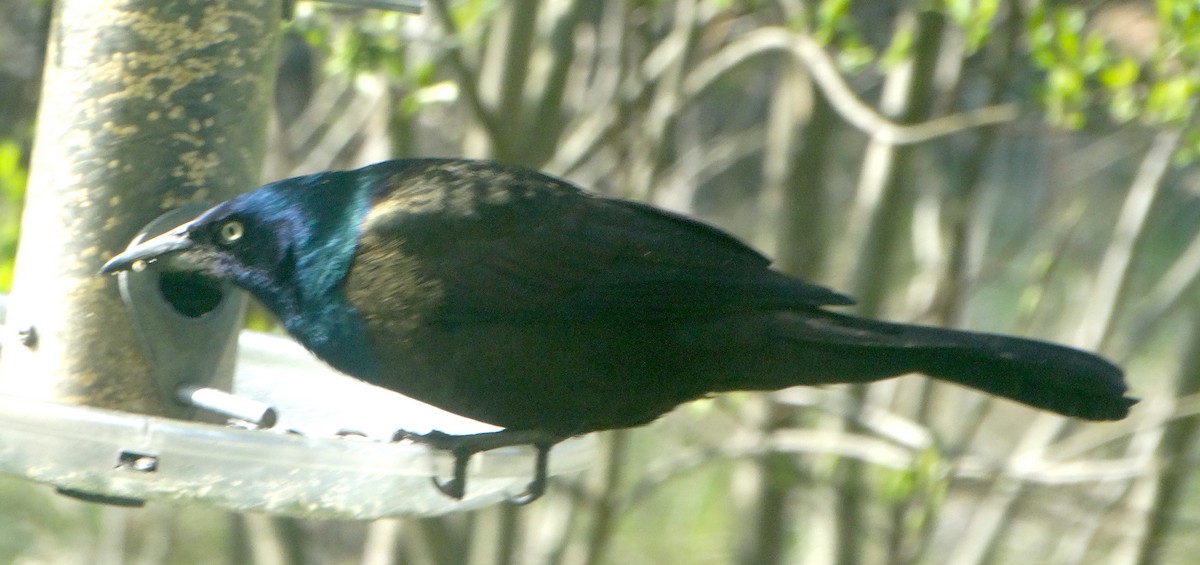 Common Grackle - ML445645471