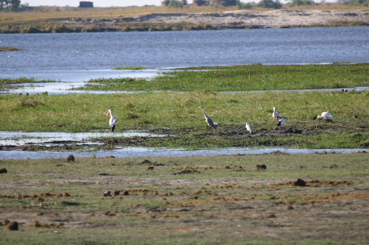 Black-headed Heron - ML445645501