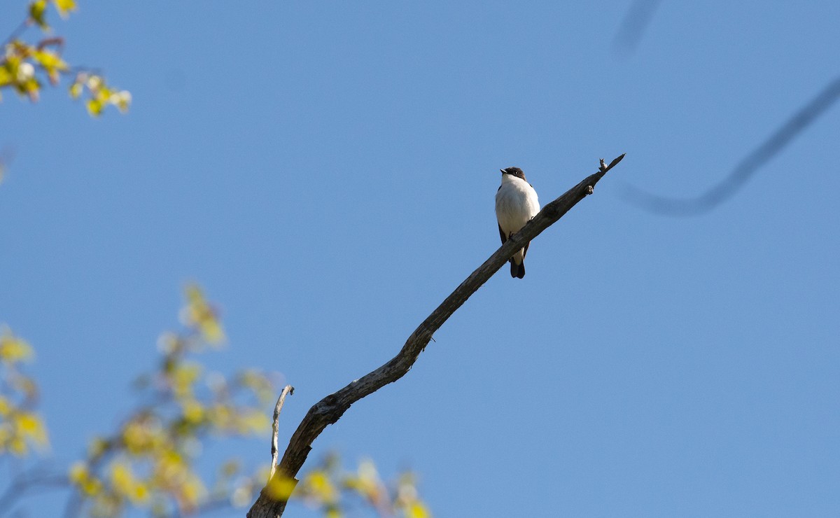 Алаг намнаа - ML445646441